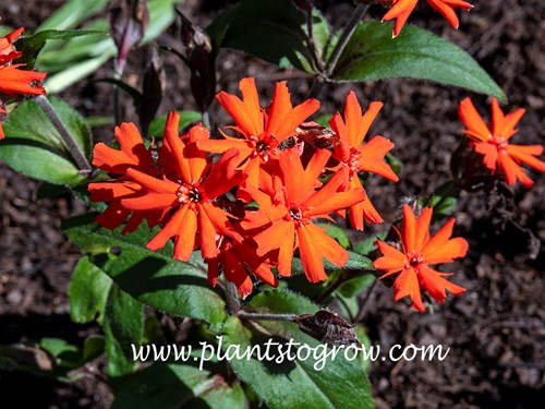 Vesuvius Maltese Cross (Lychnis x arkwrightii) 
(May 30)